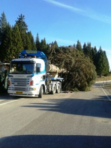 albero_per_milano_da_folgaria (2)