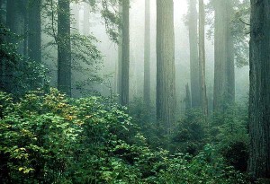 Redwood National Park