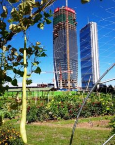 CityLife e Associazione Orticola di Lombardia