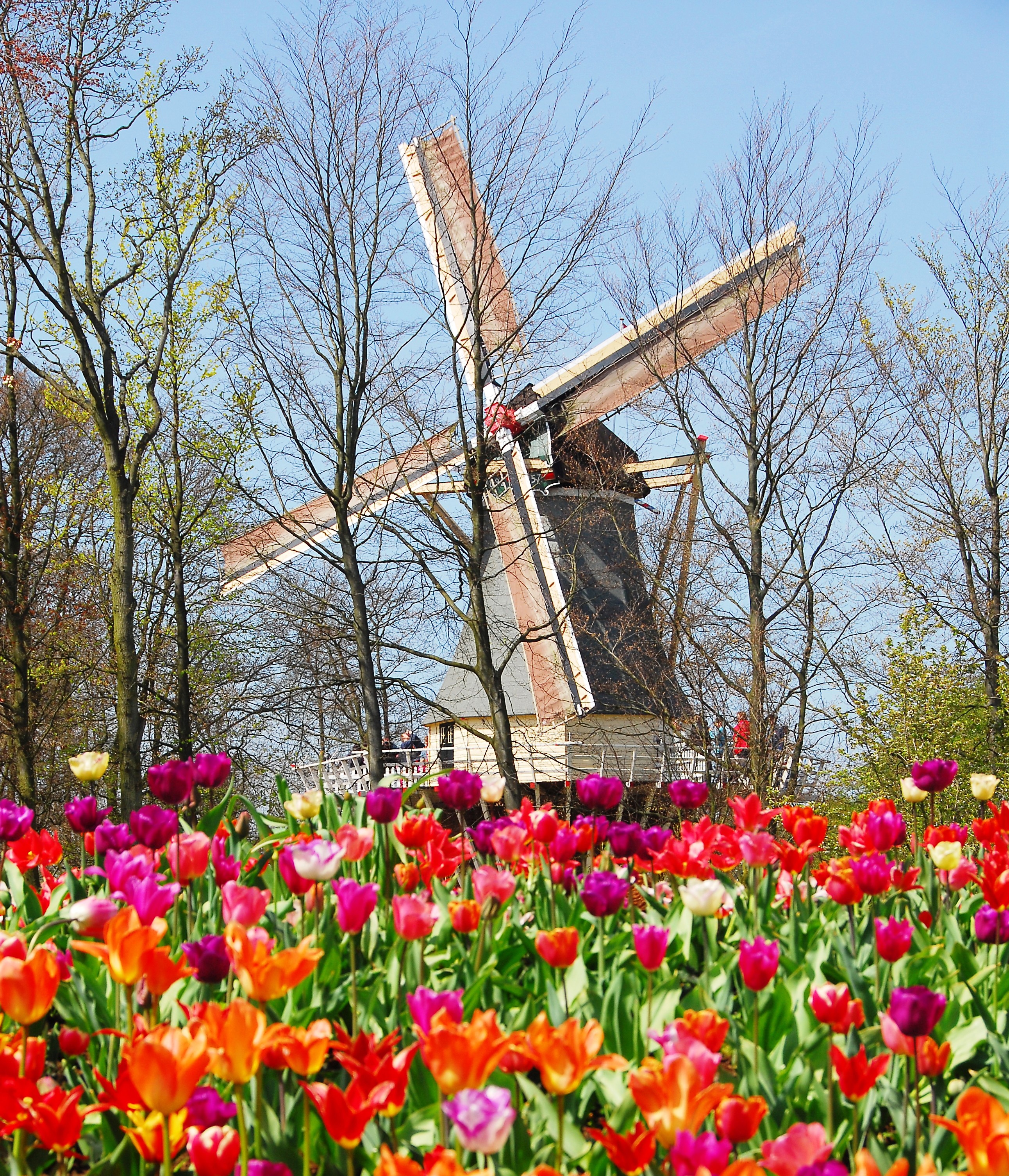 Lisse (Paesi Bassi): Apre dal 24 marzo al 16 maggio Keukenhof, il più bel parco floreale al mondo