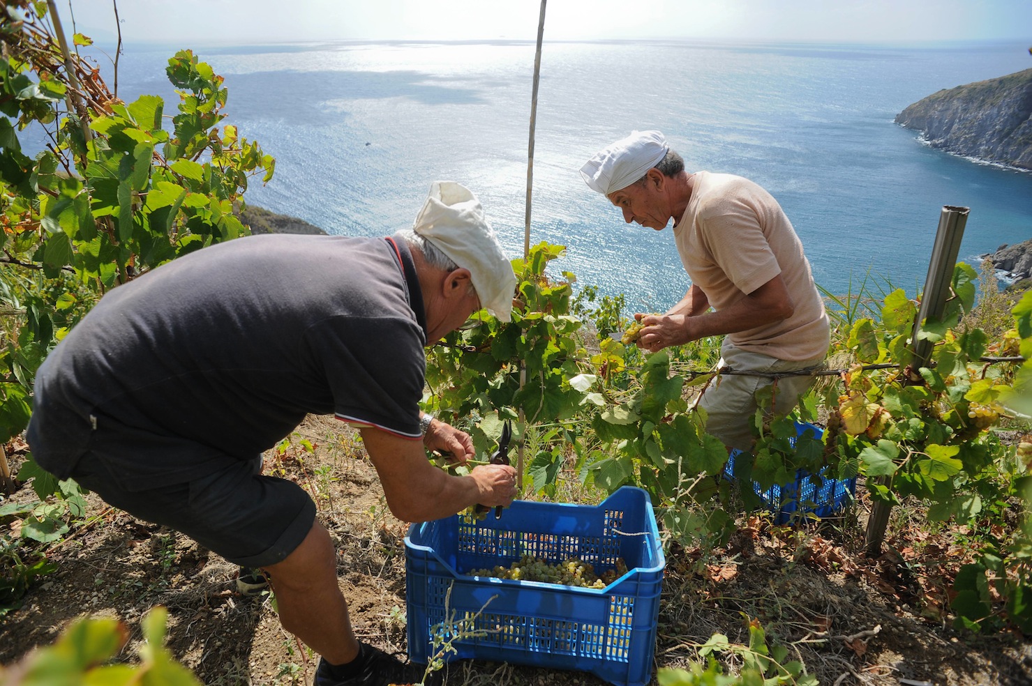 Vigna a Ischia