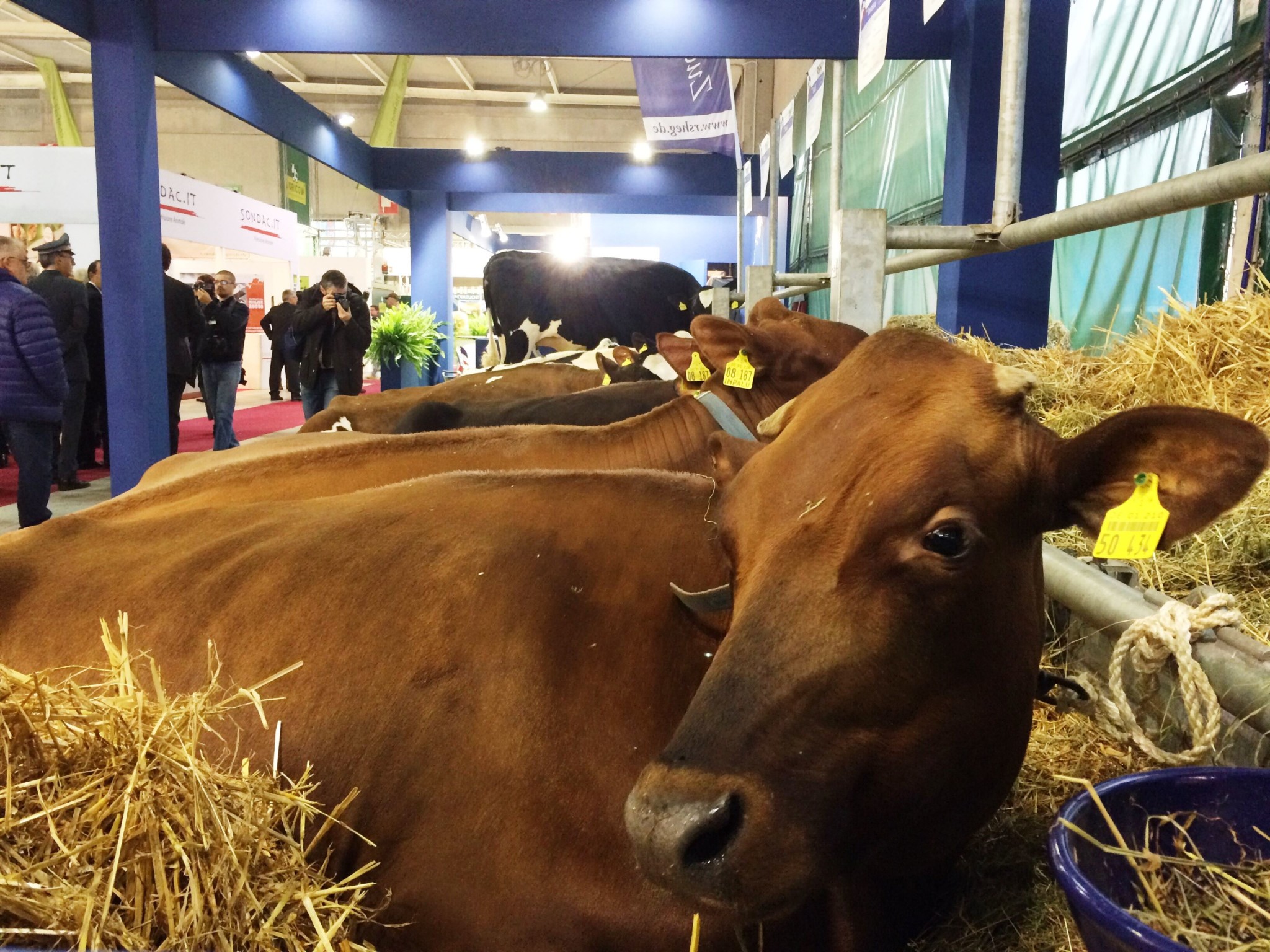 Fiere Zootecniche Internazionali di Cremona