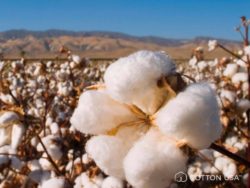 Cotton USA rivela: le aziende tessili moda e casa italiane puntano su tracciabilità e qualità