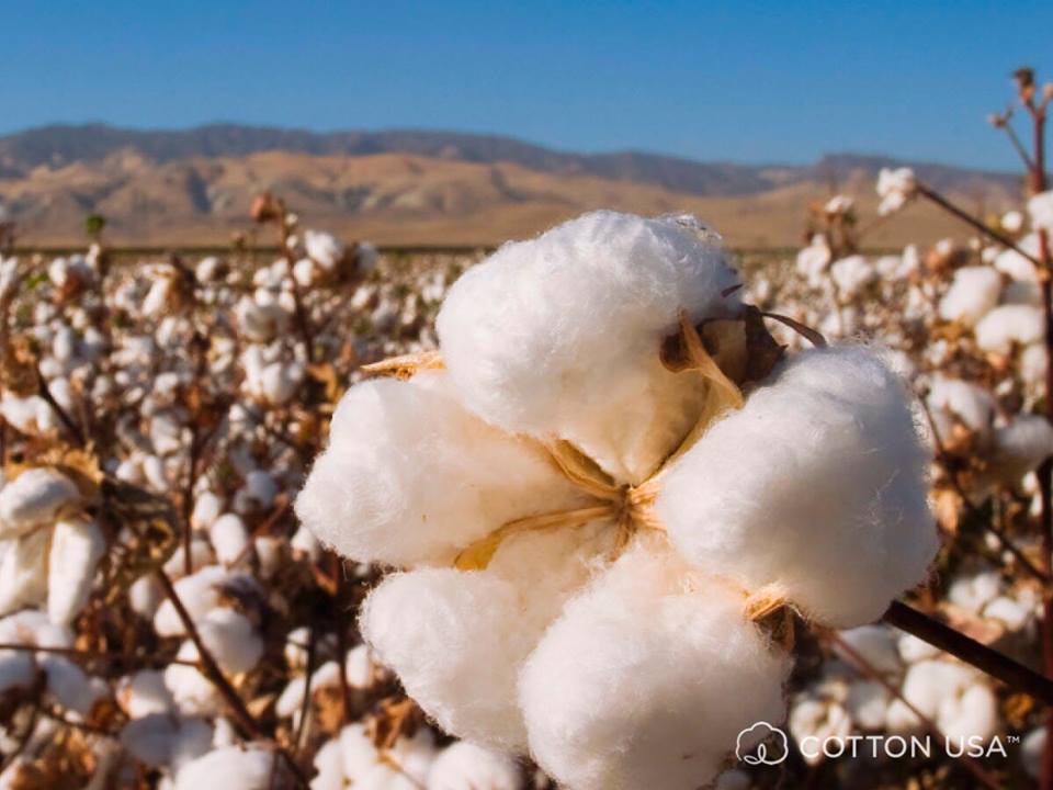 Cotton USA