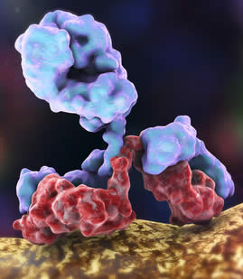 anticorpi monoclonali
