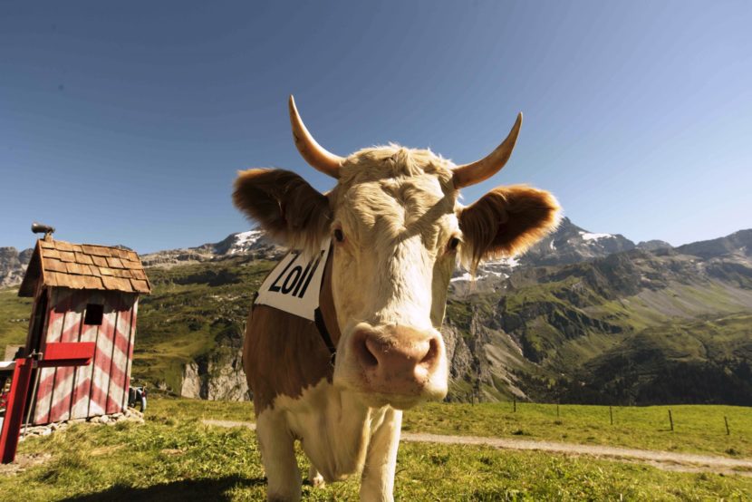 Spot Ricola dedicato alla nuova caramella Herb-Caramel