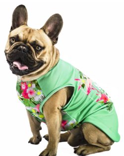 La City Collection di Ferplast per l’estate trendy di Fido