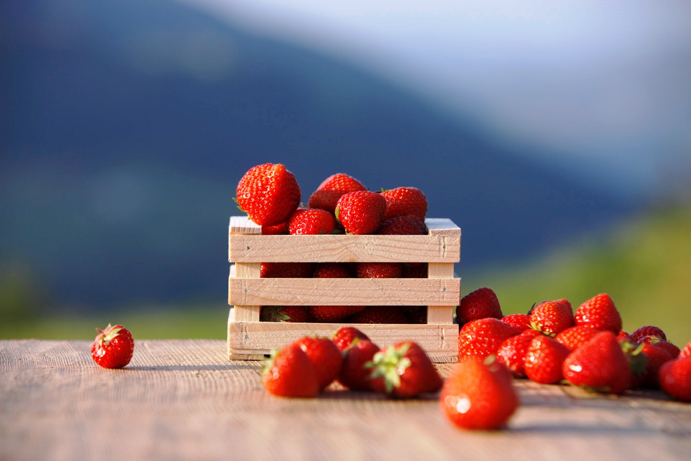 fragole di Val Martello