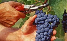 La vendemmia 2017 ha il potenziale per diventare una della grandi annate di Ornellaia