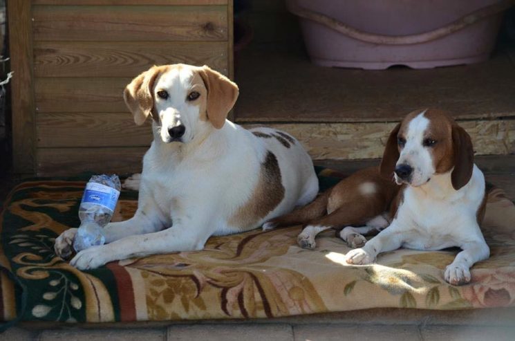 Cibo per cani e gatti bisognosi. Maxi Zoo e Balzoo insieme