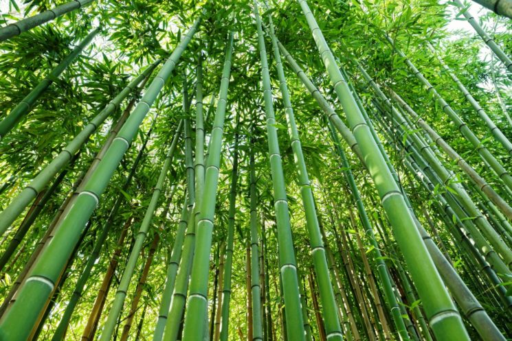 Germogli di bambù made in Italy: a Cibus il debutto