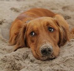 “Spiagge per cani”: giornate formative promosse da Boehringer Ingelheim Animal Health