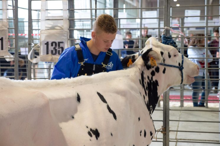 Più litri di latte venduto negli allevamenti con alto benessere animale