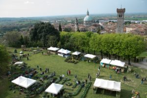 Fiori nella Rocca