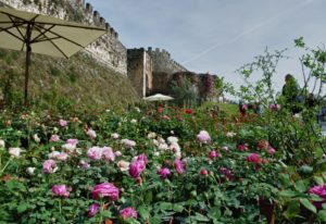 Fiori nella Rocca