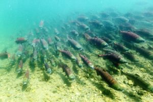 Salmone selvaggio dell'Alaska