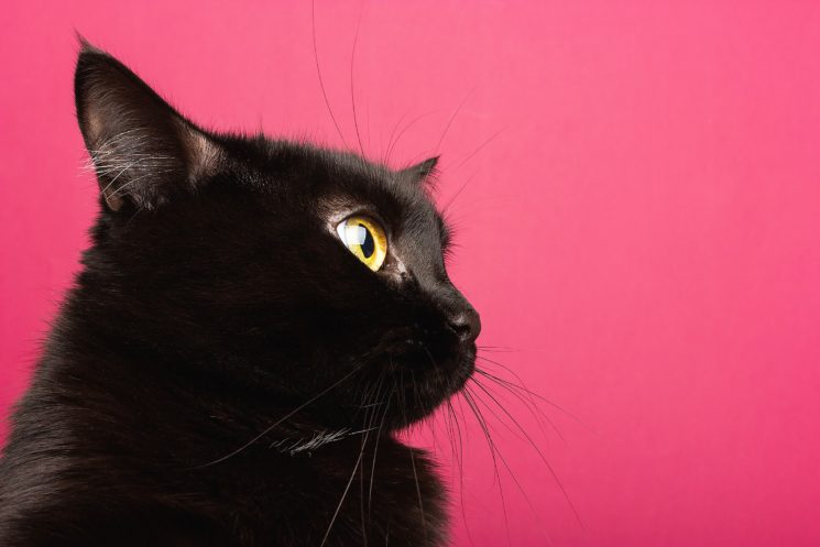I gatti conquistano il web