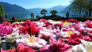 Canton Ticino Parco delle Camelie