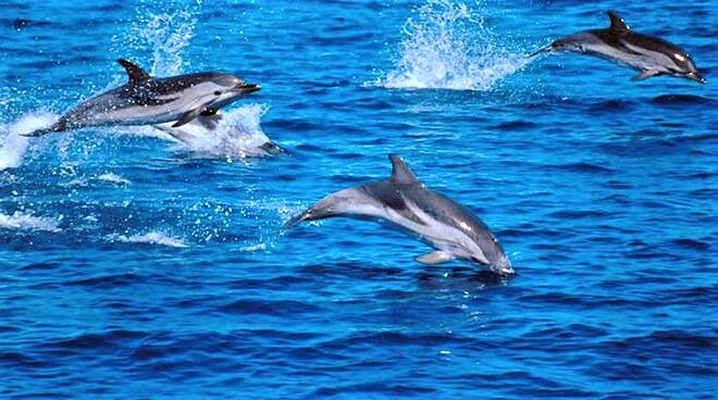 Santuario Internazionale dei Cetacei