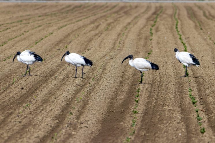 Riapre il Villaggio delle Cicogne con specie animali in libertà