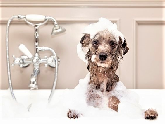 D.DOG Pet Beauty: novità per la toelettatura dei cani