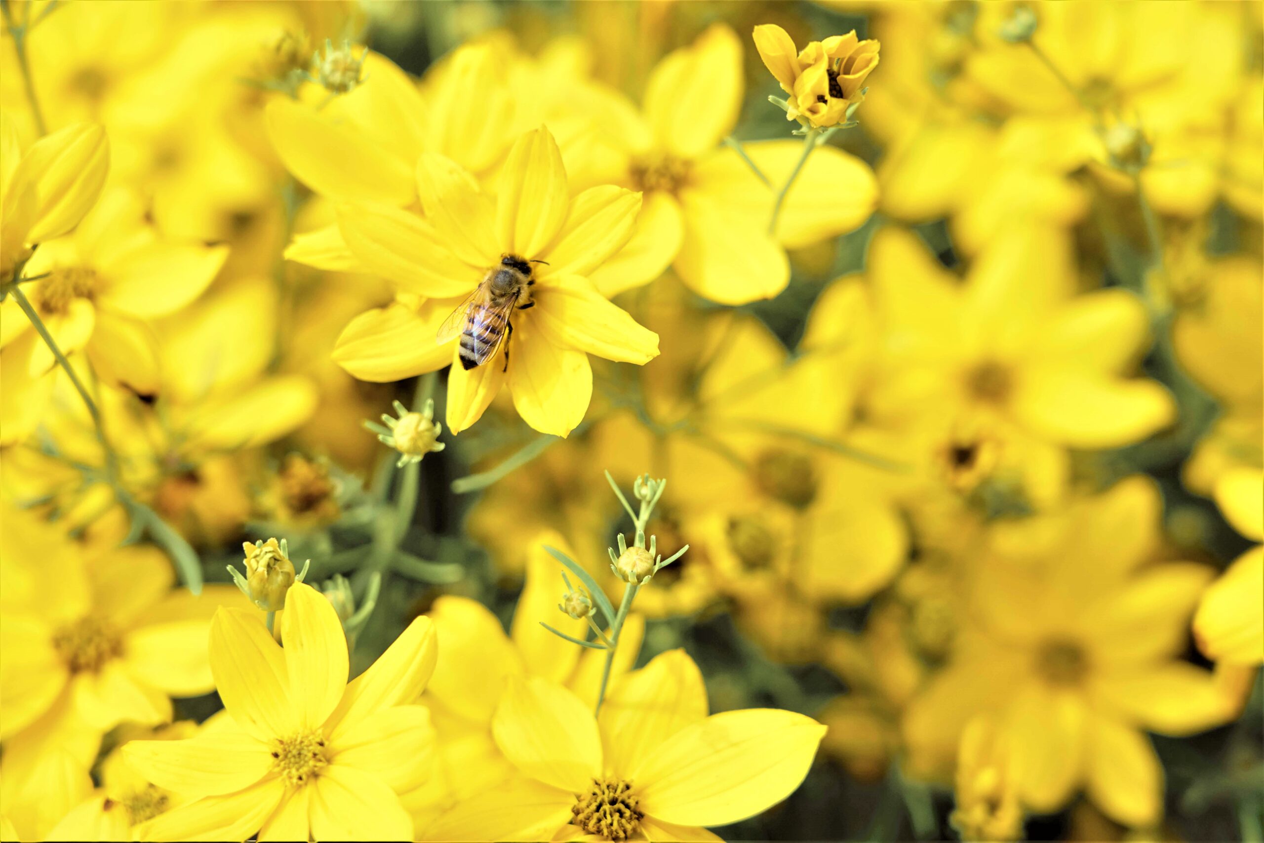 Ricola per le api insieme a Slow Food e ai Mieli di Alta Montagna Alpina del Presidio