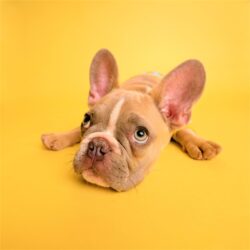 Esami del sangue per i nostri pet