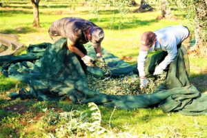 Azienda Agricola Cuonzo olio extravergine di oliva