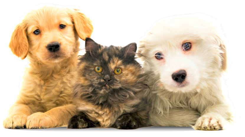“Shampoo Igienizzante Dermoprotettivo ElsaBeauty”, dermocosmesi per pets