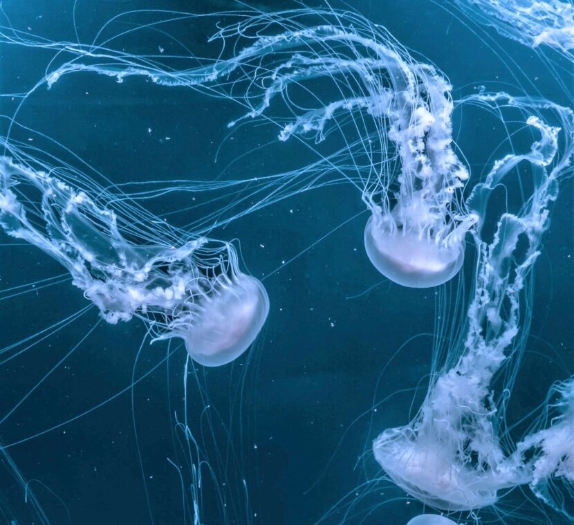 Protetti contro le punture di medusa con Orphea Dopopuntura Meduse