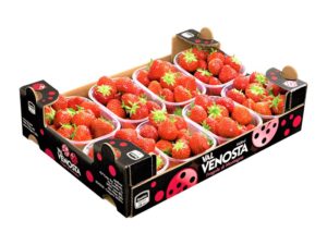 Rosse e gustose arrivano le fragole Val Venosta