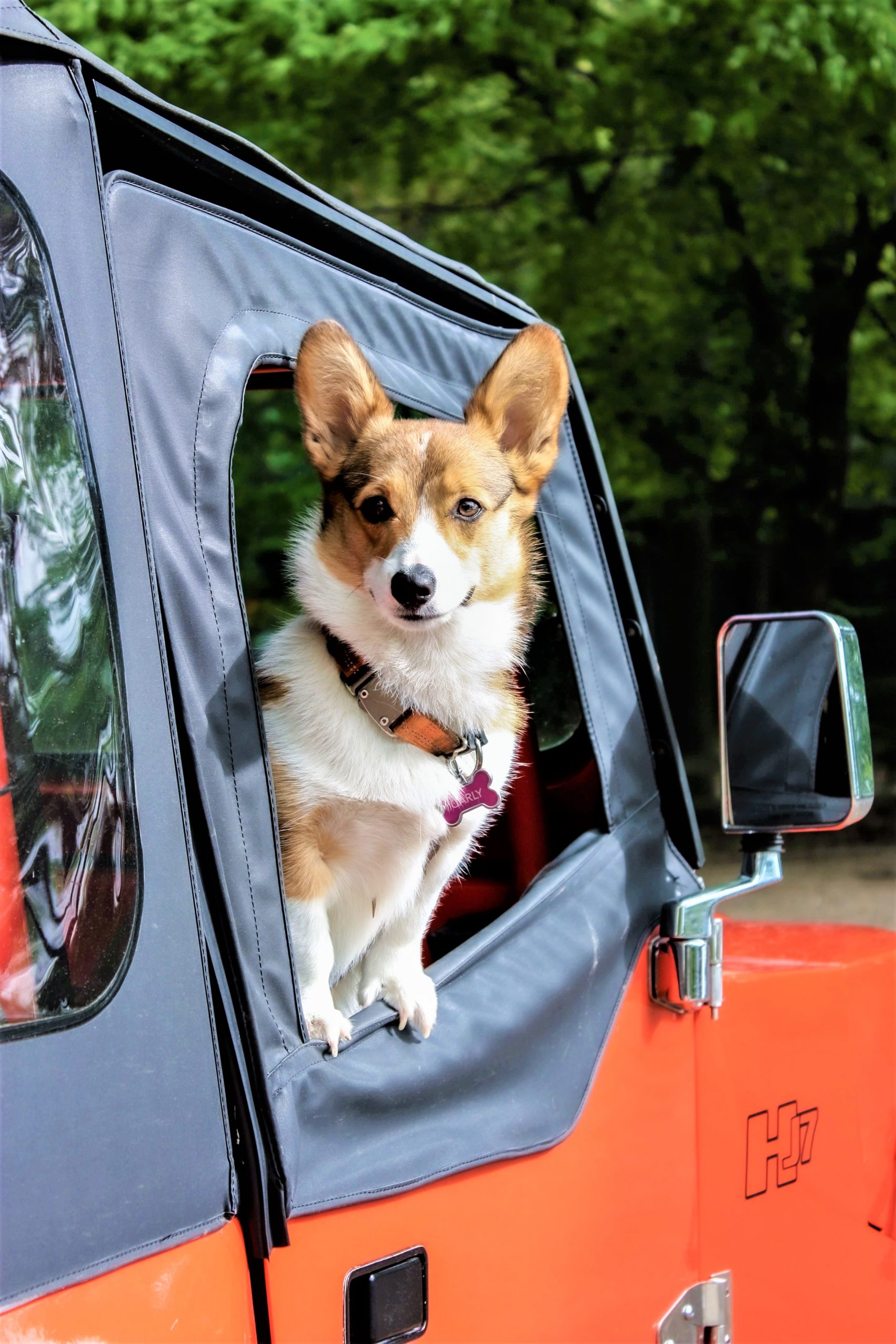 Viaggiare con i nostri pets: cosa bisogna sapere