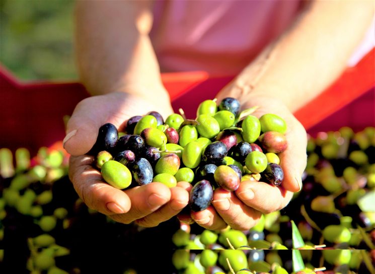 Olio : consumi – Coldiretti/Unaprol, arriva olio nuovo, +15% e qualità ottima