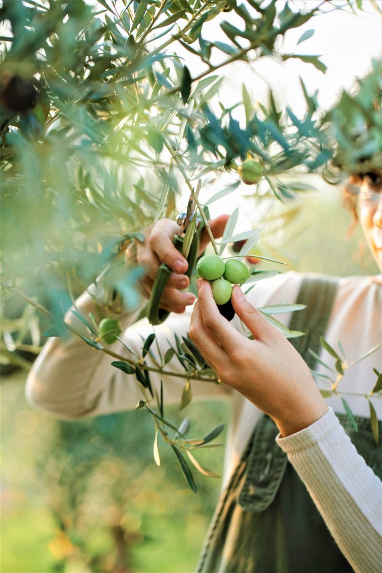 Olio: venerdì 24/9 arriva l’olio nuovo con via raccolta prime olive