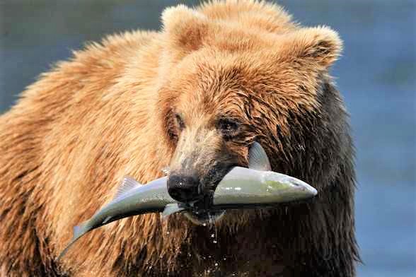 Gennaio, mese del pesce dell’Alaska