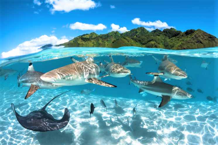 Le Isole di Tahiti: i migliori siti per immersioni e snorkeling