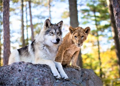 Il lupo e il leone