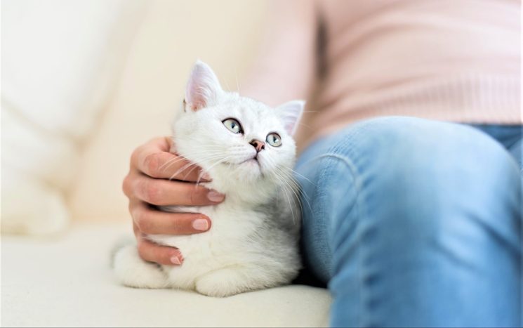 Sondaggio Schesir: il gatto, l’amico felino contro solitudine e stress da smart working