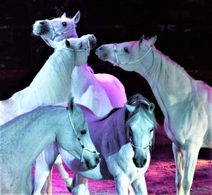 Il Regno del Cavallo
