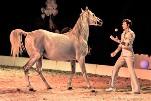 Il Regno del Cavallo