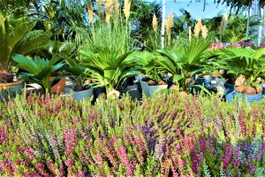 Flora et Decora