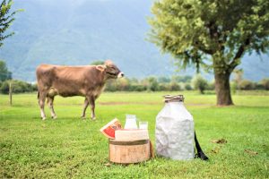 Bitto e Valtellina Casera DOP