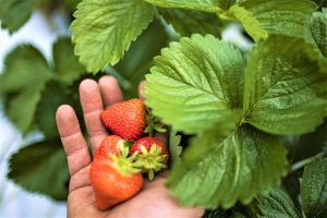 Fragole Val Venosta