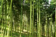 Forever Bambù diventa Società Benefit