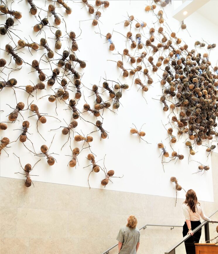 Al Rijksmuseum di Amsterdam in mostra centinaia di formiche giganti