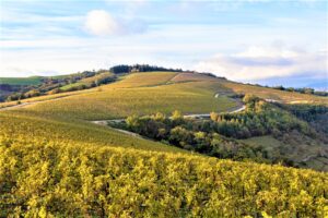Alla Boutique Giusti di Milano Acetaia Giusti e La Collina dei Ciliegi