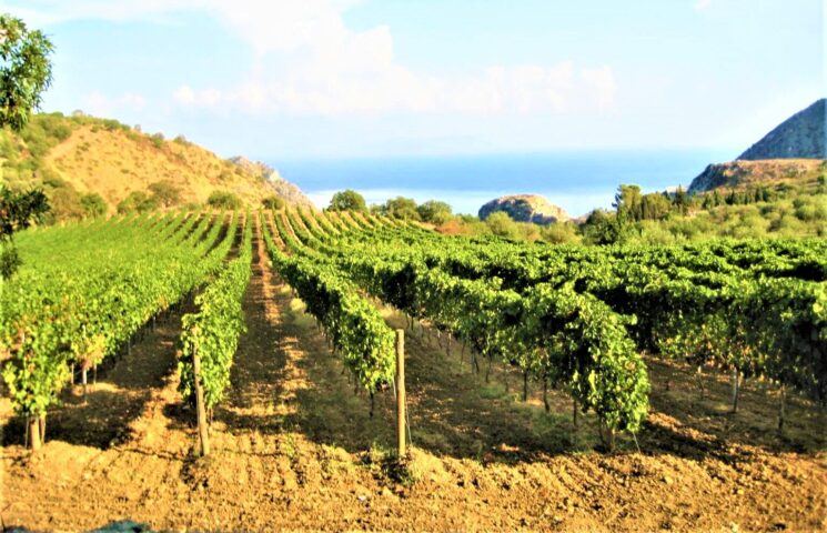 Assovini Sicilia accende i riflettori su Messina e le sue DOC