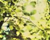 Triumph espande l’iniziativa “Together We Grow” alla propria piattaforma Ecommerce