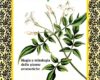 Dorothy Abram: I sette profumi. Magia e mitologia delle piante aromatiche