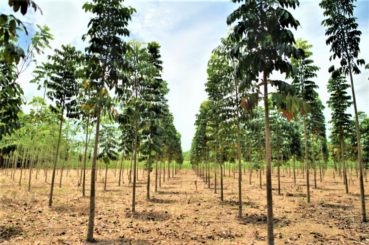Giornata della Terra: Flowe triplica il suo impegno per la riforestazione in Guatemala